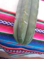 Cacto San Pedro - Mudas Vivas - 15cm - 20cm - Imagem 4