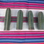 Cacto San Pedro - Mudas Vivas - 15cm - 20cm - Imagem 2