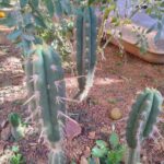 Muda de wachuma Chavin de Huantar Echinopsis Pachanoi