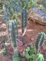 Muda de wachuma Chavin de Huantar Echinopsis Pachanoi
