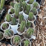 Sementes Do Cactus Trichocereus Peruvianus (san Pedro) 1000 sementes