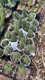 Sementes Do Cactus Trichocereus Peruvianus (san Pedro) 200 sementes