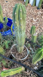 Sementes Do Cactus Trichocereus Peruvianus (san Pedro) 200 sementes - Imagem 2