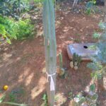 Wachuma trichocereus Pachanoi Gigantom Grosso 50 cm 60cm