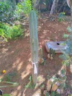 Wachuma trichocereus Pachanoi Gigantom Grosso 50 cm 60cm