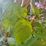 Muda viva com raiz de Urucum - Bixa orellana (Bixaceae)