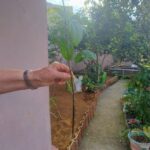 Muda trepadeira Lágrimas de Cristo