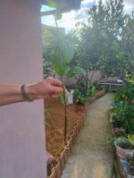 Muda trepadeira Lágrimas de Cristo