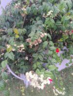 Muda trepadeira Lágrimas de Cristo - Imagem 2